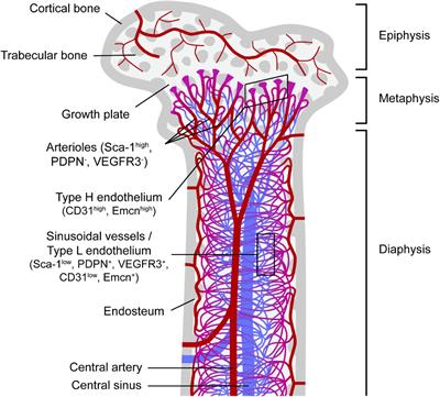 The Dynamic Interface Between the Bone Marrow Vascular Niche and Hematopoietic Stem Cells in Myeloid Malignancy